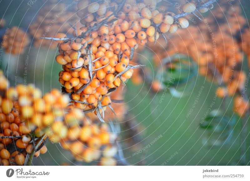 Sanddorn Herbst Pflanze Sträucher Sanddornblatt Frucht Fruchtstand Beeren Beerensträucher Beerenfruchtstand Stachel stachelig Dorn grün genießen Zusammenhalt