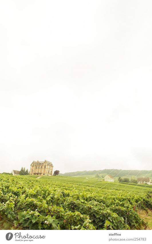 Schampannjerlaune Umwelt Landschaft Himmel Sommer Wein Weinberg Champagner sacy reims Frankreich Traumhaus Dekadenz genießen Reichtum Weingut Weinbau Farbfoto