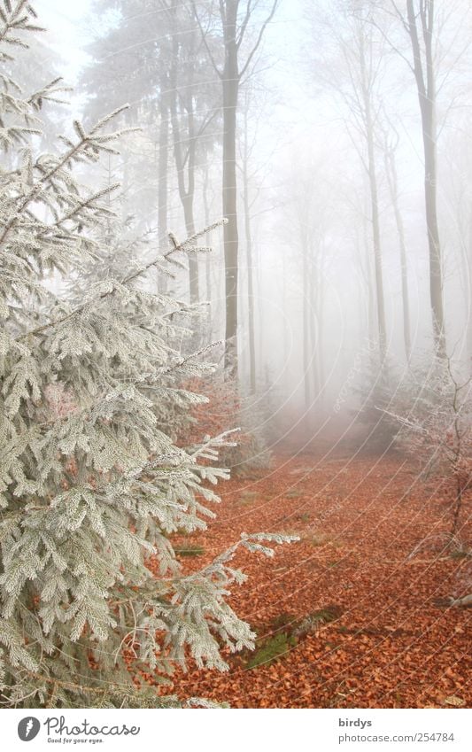 Mischwald im Winter, Rauhreif und Nebel Wald Buchenwald Waldboden Natur Raureif Herbstlaub Baumstämme Landschaft Fichte Nadelbaum Urelemente authentisch ruhig