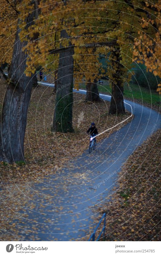 Heimweg 1 Mensch Baum Park Wege & Pfade Fahrrad Bewegung fahren dunkel gelb Fahrradfahren Farbfoto Gedeckte Farben Abend Dämmerung Weitwinkel