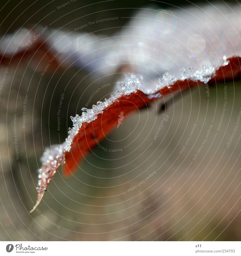 Jetzt taut's Umwelt Natur Pflanze Herbst Winter Schönes Wetter Schnee Blatt Garten frieren ästhetisch Coolness elegant gigantisch glänzend kalt nah Spitze braun