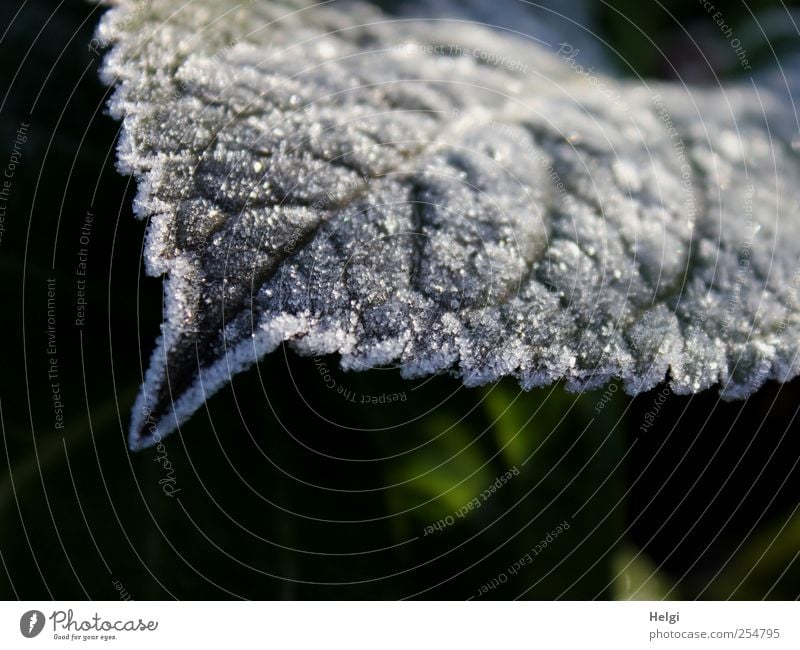 zackig... Umwelt Natur Pflanze Herbst Winter Eis Frost Blatt Hortensienblätter Garten glänzend dehydrieren Wachstum ästhetisch authentisch außergewöhnlich