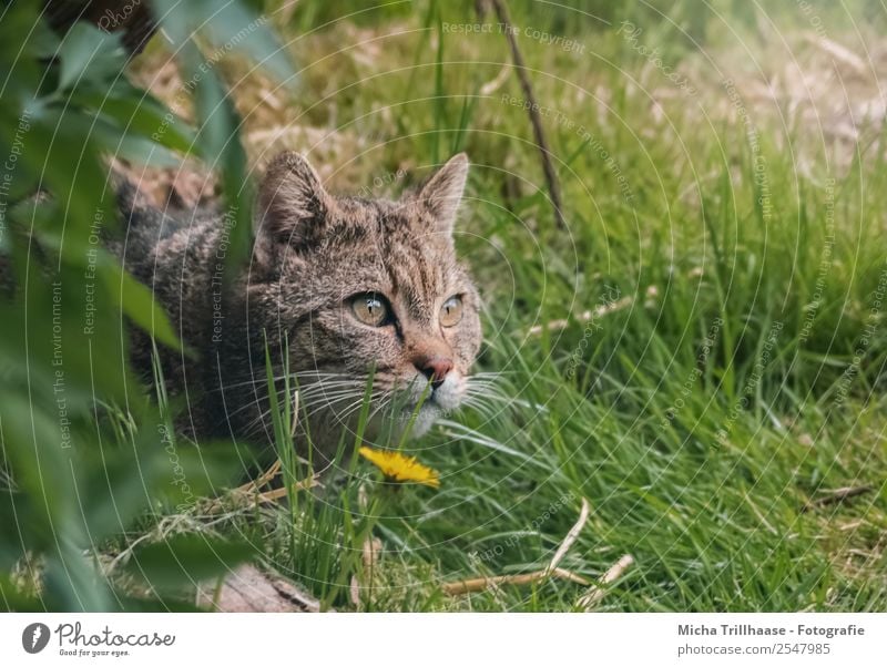 Lauernde Wildkatze Natur Tier Sonne Sonnenlicht Schönes Wetter Blume Gras Wald Wildtier Katze Tiergesicht Fell Auge 1 beobachten fangen Fressen liegen Blick