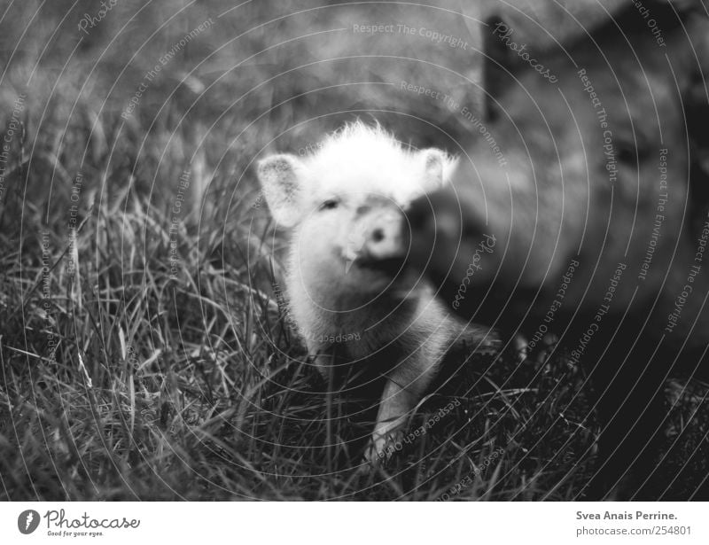 nie vergängliche liebe. Wiese Wildtier Zoo Schwein Ferkel 2 Tier Tierfamilie Bewegung Küssen dunkel Vertrauen Schwarzweißfoto Außenaufnahme Low Key