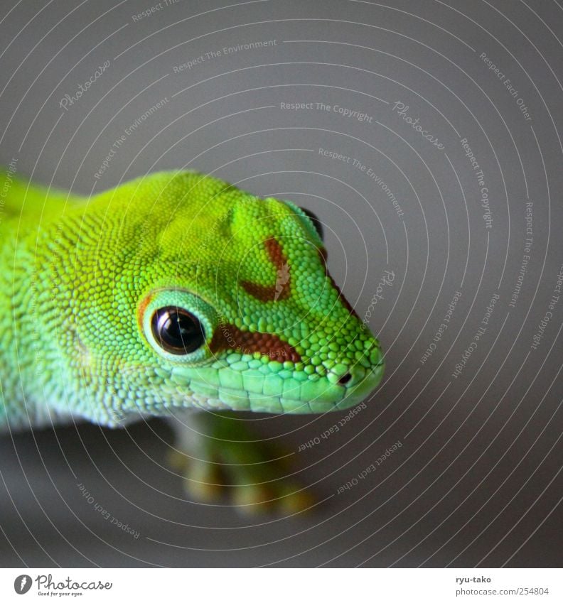 franz mein name Tier Schuppen Echsen Gecko Reptil 1 beobachten krabbeln laufen Blick exotisch nah Neugier schön grau grün stagnierend Muster Auge Farbfoto