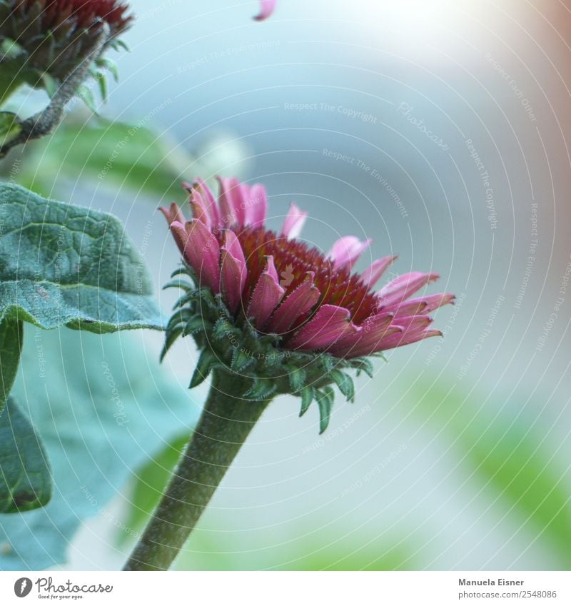 Pinke Schönheit Stil schön Gartenarbeit Natur Landschaft Pflanze Frühling Sommer Herbst Blume Sträucher Blatt Blüte Grünpflanze Blütenpflanz Sonnenhütte