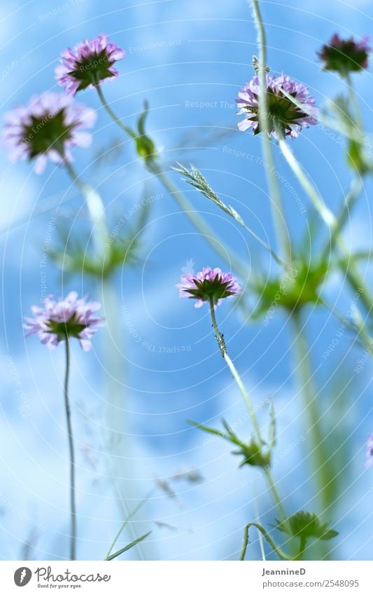 zarte Wiesenblumen mit Blick zum Himmel Lifestyle Erholung ruhig Sommer Garten Wellness Landwirtschaft Forstwirtschaft Gesundheitswesen Erneuerbare Energie