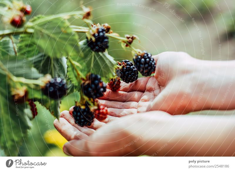 Kinderhände halten Brombeeren Gesunde Ernährung Freizeit & Hobby Sommerurlaub Garten Kleinkind Familie & Verwandtschaft Kindheit Jugendliche Leben Hand