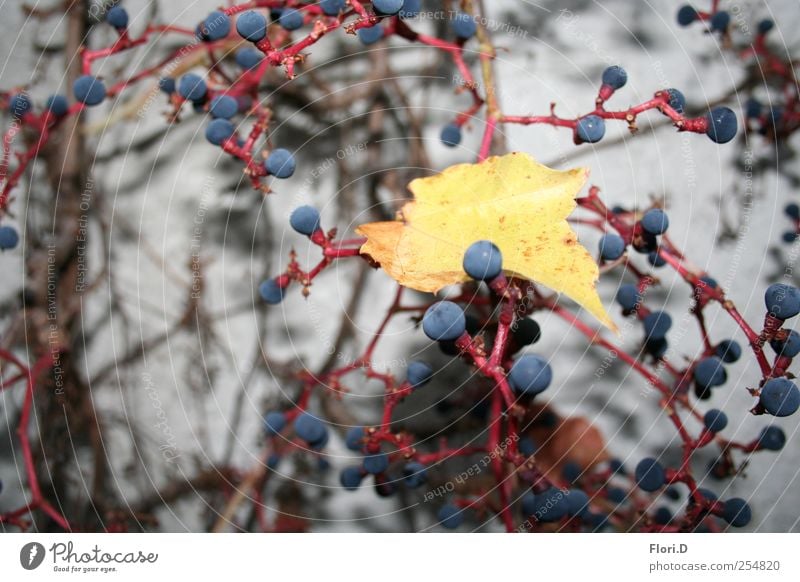 Amsel-Mahlzeit Natur Pflanze Herbst Blatt Blüte Wildpflanze Stadtzentrum Mauer Wand Farbe Farbfoto Außenaufnahme Makroaufnahme Menschenleer Tag