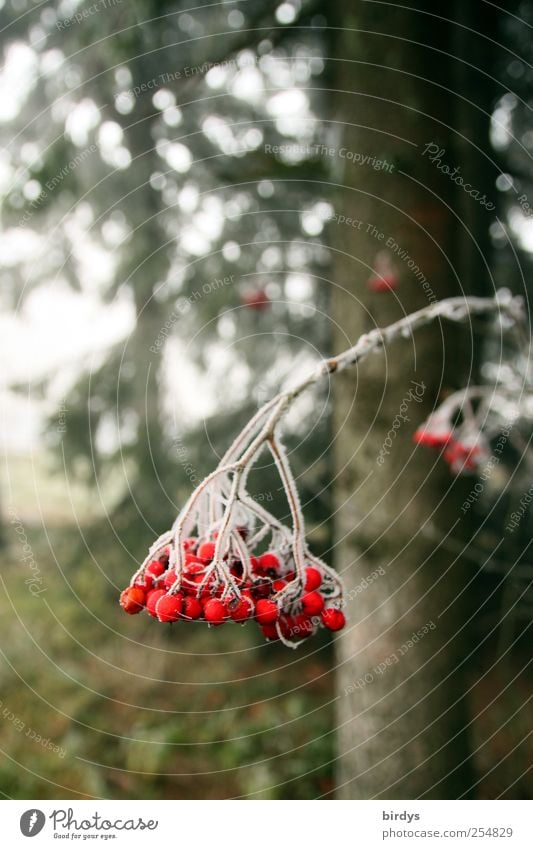 Eis am Stiel Natur Pflanze Herbst Wildpflanze Wald frieren hängen kalt grün rot weiß Klima Wandel & Veränderung rote Beeren Fruchtstand roter Holunder