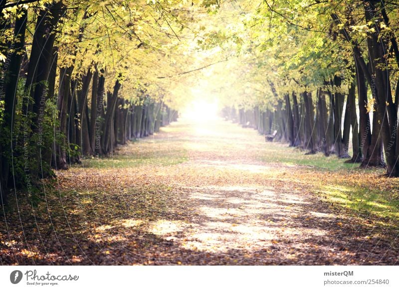 Lichtblick. Umwelt Natur Landschaft Pflanze ästhetisch Herbst Herbstlaub herbstlich Herbstbeginn Herbstfärbung Herbstwetter Herbstwald Herbstlandschaft