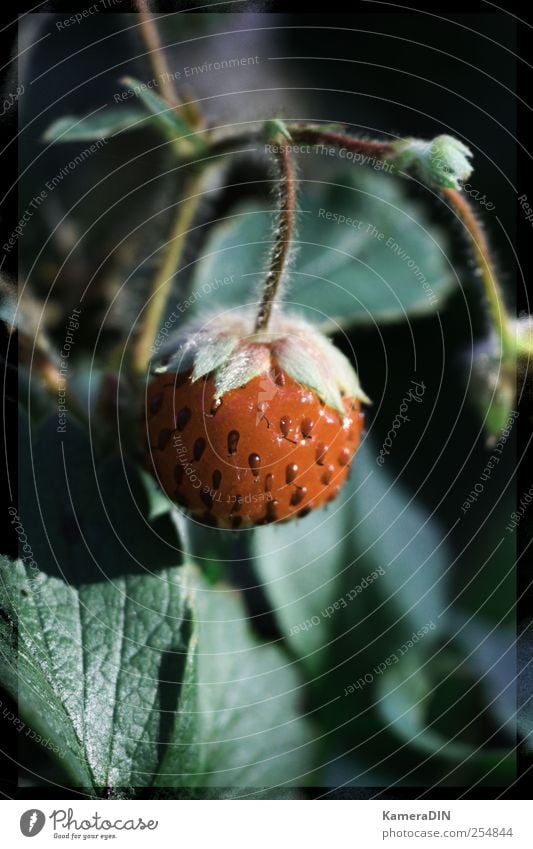 Allgemeiner Titel Umwelt Natur Pflanze Nutzpflanze Garten Gesundheit saftig grün rot schwarz ästhetisch Hoffnung Lebensfreude schön Erdbeeren Herbst Wachstum