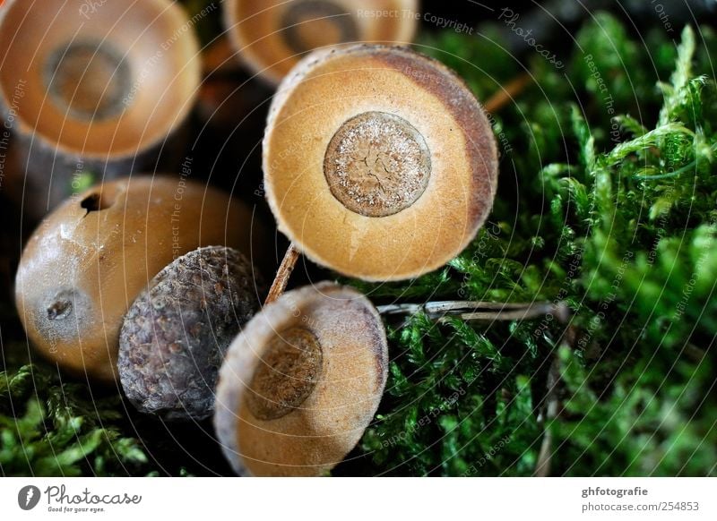 Eichelhut Natur Baum Gras Moos Eicheln Baumfrucht Dekoration & Verzierung Dekoteller Kopfbedeckung für Eicheln lustig braun grün Farbfoto Innenaufnahme