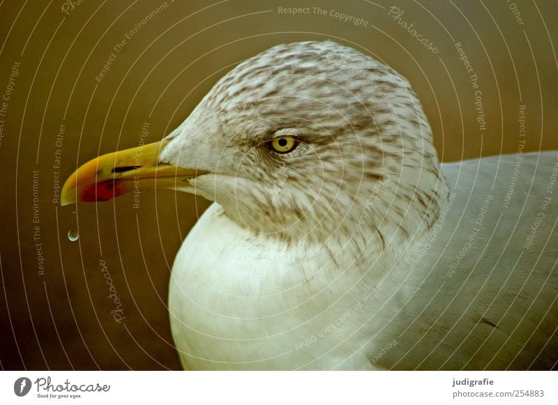 Möwe Natur Tier Wildtier Vogel 1 Leben Umwelt Wassertropfen Feder Schnabel Farbfoto Außenaufnahme Licht Tierporträt Profil Wegsehen