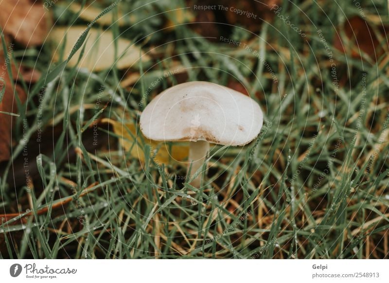 Weißer Pilz im Wald mit Gras um sich herum Umwelt Natur Pflanze Herbst Park Hut Wachstum hell natürlich wild braun grün Farbe sonnig Verschlussdeckel fallen