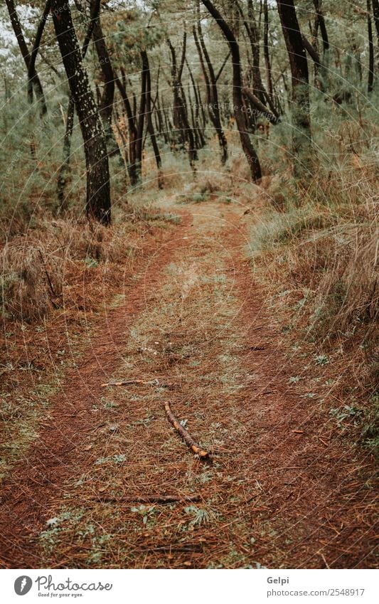 Schöner Waldweg mit Herbstblättern schön Ferien & Urlaub & Reisen Umwelt Natur Landschaft Pflanze Nebel Baum Blatt Park Straße Wege & Pfade frisch hell