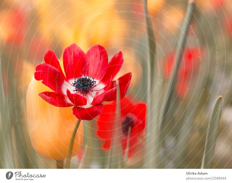 Rote Anemonen - Blumen und Natur elegant Design Wellness harmonisch ruhig Spa Dekoration & Verzierung Tapete Feste & Feiern Valentinstag Muttertag Ostern