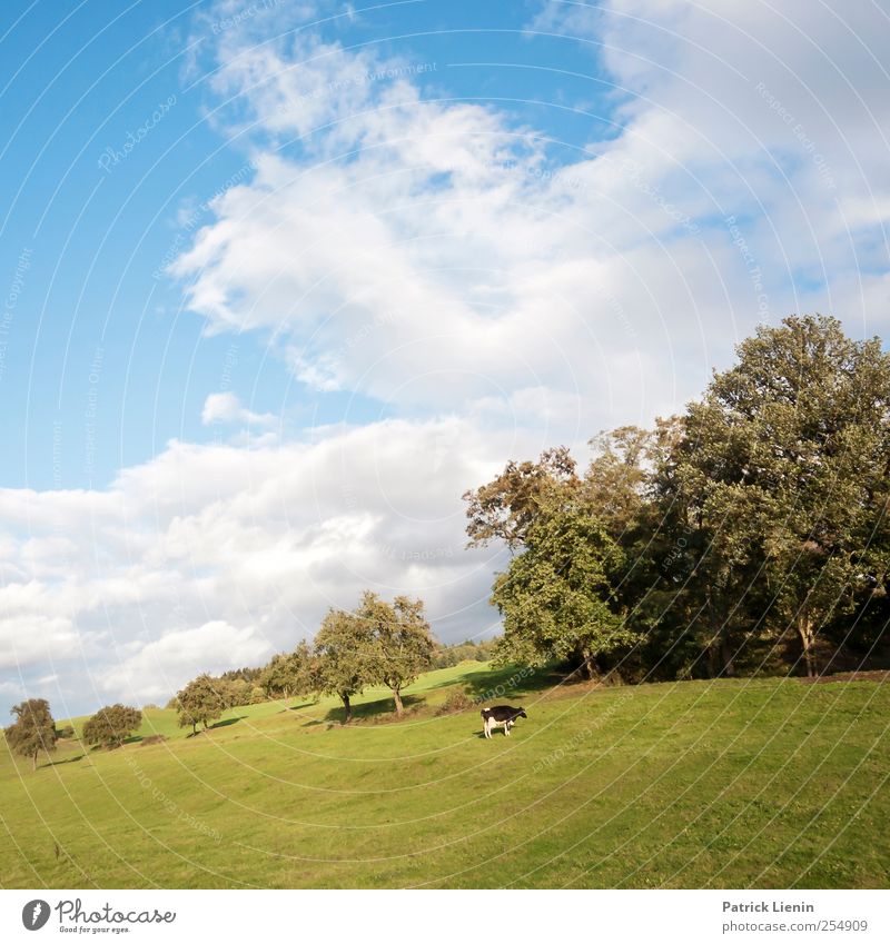 Allein auf weiter Flur Umwelt Natur Landschaft Pflanze Luft Himmel Wolken Klima Klimawandel Wetter Schönes Wetter Baum Wiese Feld Hügel Berge u. Gebirge Tier