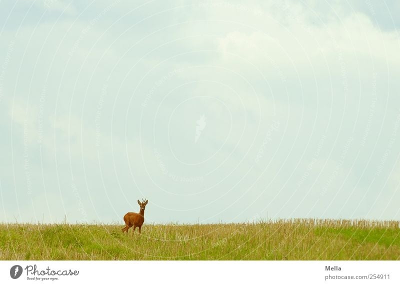 Guten Morgen Umwelt Natur Landschaft Tier Wiese Feld Wildtier Reh 1 Blick stehen frei natürlich Freiheit Farbfoto Außenaufnahme Menschenleer Textfreiraum oben