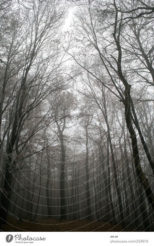 Novemberwald Umwelt Natur Himmel Herbst Wetter Nebel Eis Frost Baum Baumstamm Wald Blatt Laubwald Herbstlaub Herbstlandschaft Fußweg wandern dunkel