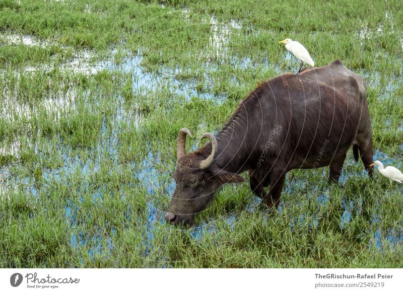 Wasserbüffel Natur Tier blau braun grün weiß Sumpf Horn Vogel Lebewesen Gras Farbfoto Außenaufnahme Menschenleer Tag Tierporträt