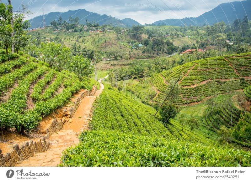 Teeplantage Natur Landschaft braun grün schwarz hatton Sri Lanka Feld Hügel Idylle Farbfoto Außenaufnahme Tag Panorama (Aussicht) Weitwinkel