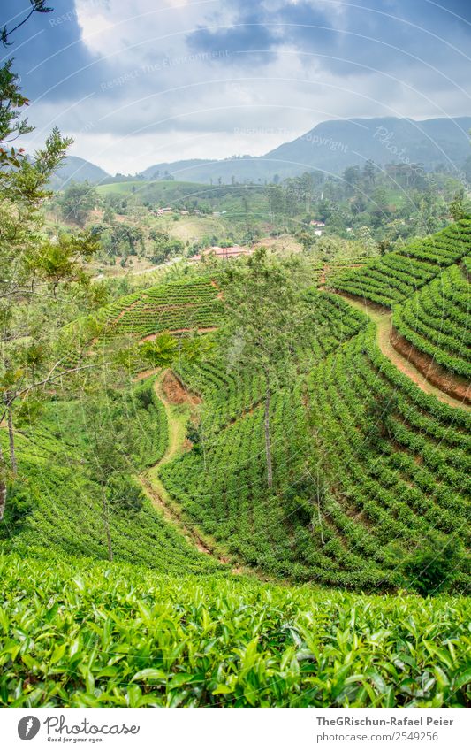 Teefelder Natur Landschaft blau grün Teeplantage Wachstum Güterverkehr & Logistik Tourismus Plantage Spaziergang Aufenthalt Idylle Farbfoto Außenaufnahme