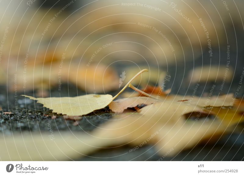 Blättermeer Umwelt Natur Pflanze Tier Herbst schlechtes Wetter Baum Blatt Garten alt berühren fallen liegen dünn eckig natürlich schön Spitze trist trocken