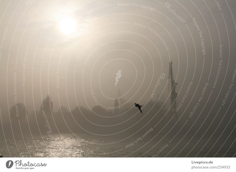 ...es nebelt gar sehr. Umwelt Natur Landschaft Luft Wasser Sonne Sonnenlicht Herbst Nebel Baum Küste Hafenstadt Menschenleer Möve 1 Tier beobachten authentisch