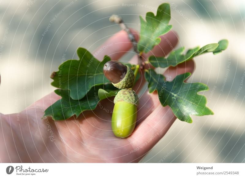 Eichel Slowfood authentisch braun grün Vertrauen Schutz Geborgenheit Herbst herbstlich Eicheln Wald Spaziergang Blatt Farbfoto Außenaufnahme