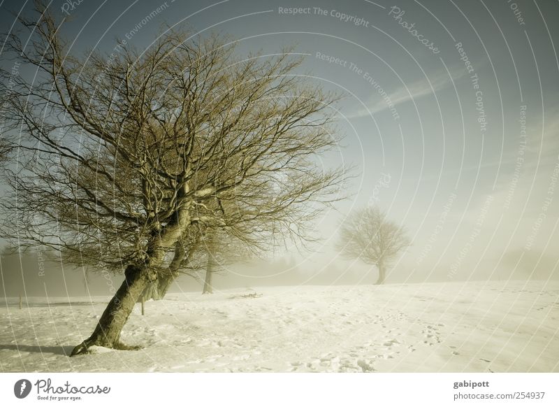 windschief Winter Umwelt Natur Landschaft Himmel Wetter Nebel Eis Frost Schnee Baum Feld kalt trist blau grau weiß Sehnsucht Endzeitstimmung Freizeit & Hobby