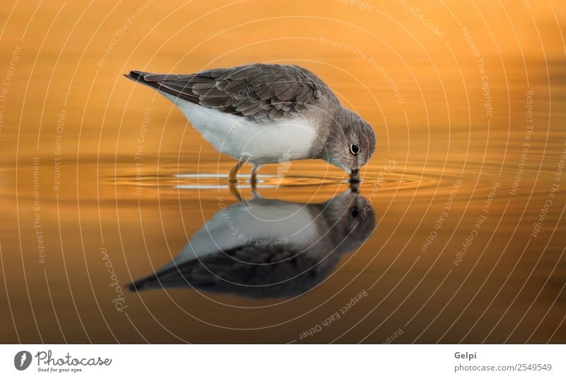 Schöner Watvogel Essen trinken Strand Meer Spiegel Natur Tier Sand Küste Vogel Flügel füttern stehen natürlich wild braun grau weiß Ornithologie Meeresvogel