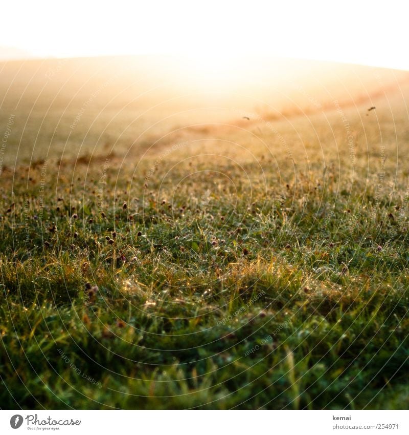 Morgenlicht Umwelt Natur Landschaft Pflanze Sonne Sonnenaufgang Sonnenuntergang Sonnenlicht Herbst Schönes Wetter Blume Gras Blüte Grünpflanze Wildpflanze Wiese