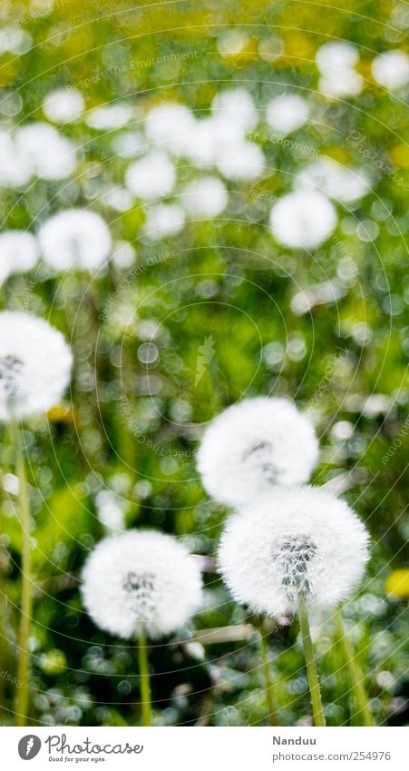 Impressionistisch angehauchte, schneeballähnliche Objekte Pflanze grün Wiese Blumenwiese Löwenzahn rund weiß Unschärfe gepunktet Farbfoto Außenaufnahme