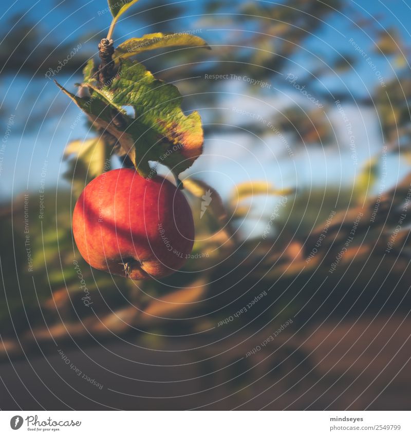 Reifer Apfel am Baum Gesundheit Garten Umwelt Natur Pflanze Schönes Wetter Apfelbaum Apfelbaumblatt Essen fallen hängen leuchten frisch lecker nachhaltig