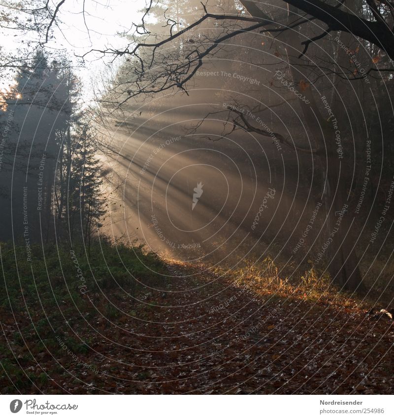 Energie Leben Sinnesorgane Erholung ruhig Meditation wandern Erneuerbare Energie Sonnenenergie Natur Landschaft Pflanze Urelemente Sonnenlicht Herbst Wetter