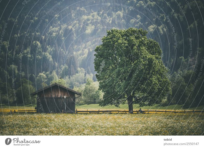 Frühlingswiese Körper 1 Mensch Natur Landschaft Pflanze Sonne Schönes Wetter Baum Blume Gras Wiese Wald Hügel Alpen Hütte Wege & Pfade sitzen Zufriedenheit