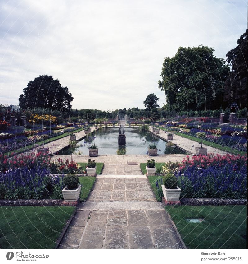 Kensington Gardens. Umwelt Natur Pflanze Sonnenlicht Frühling Wetter Schönes Wetter Gras Sträucher Rose Tulpe Blüte Park elegant groß schön Farbfoto