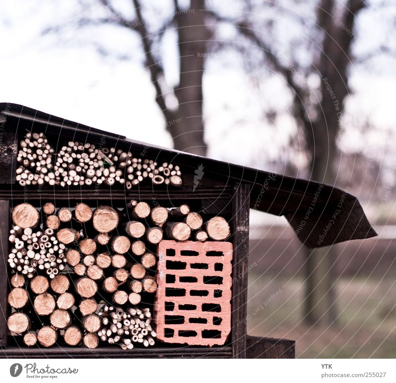 selbstgebaute Vogelherberge Umwelt Natur Landschaft Himmel Winter Pflanze Baum fliegen Fressen Klima Sicherheit Überleben Flugzeuglandung Vogelfutter Hütte