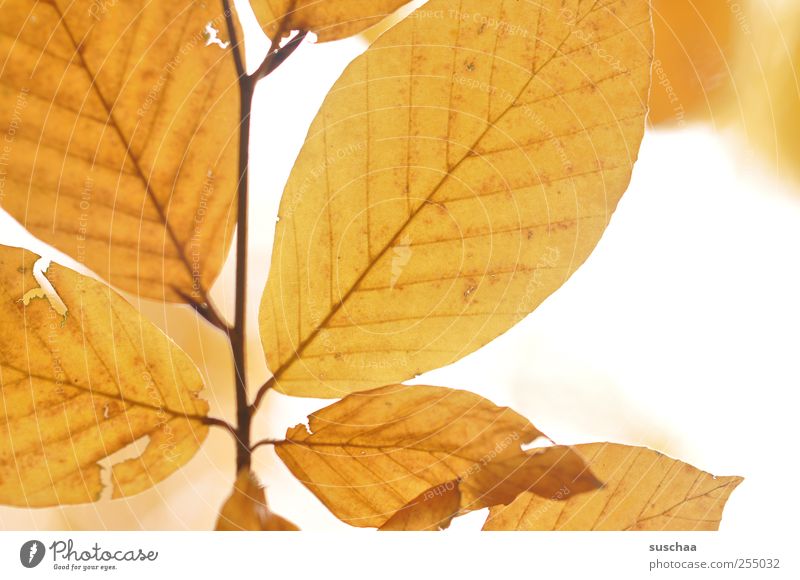 herbstblätter Natur Himmel Herbst Klima ästhetisch gelb gold Wandel & Veränderung Jahreszeiten Blattadern durchscheinend Blätter Riss herbstlich Farbfoto