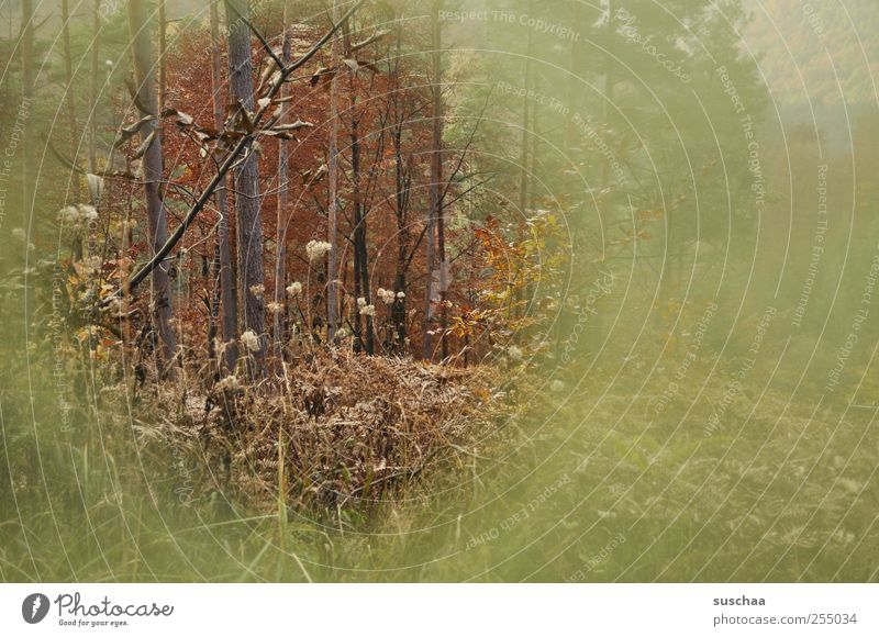 Pfälzer Wald Umwelt Natur Landschaft Herbst Klima Sträucher Holz retro braun grün Idylle Baum Baumstämme rund Loch herbstlich Farbfoto Gedeckte Farben