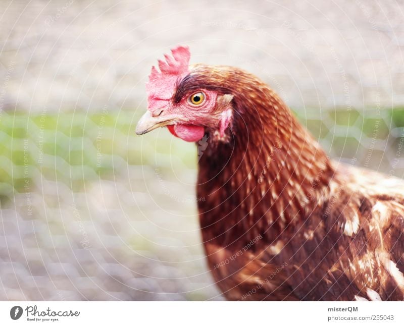 Dorfglucke. Tier Haustier Nutztier Vogel Tiergesicht Flügel 1 ästhetisch Feder Haushuhn Hahn Bauernhof Kamm Biologische Landwirtschaft ökologisch Blick Auge