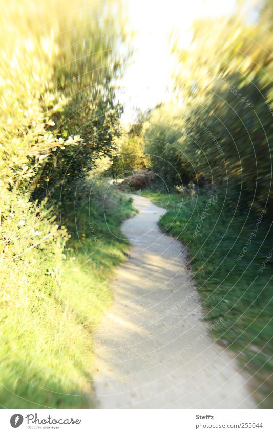 sonniger Laufweg - einfach joggen Joggen laufen Fußweg Weg Pfad joggingstrecke Bewegung Schönes Wetter Licht und Schatten natürlich wohin losgehen einladend