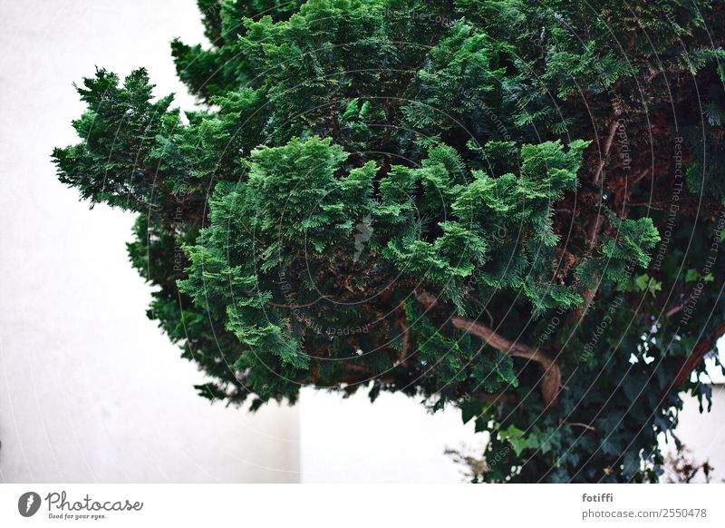 brokkolibaum Natur Pflanze Baum Grünpflanze Garten ästhetisch gut Originalität stachelig weich grün Vorgarten Sträucher Holz Ast Nadelbaum Gedeckte Farben