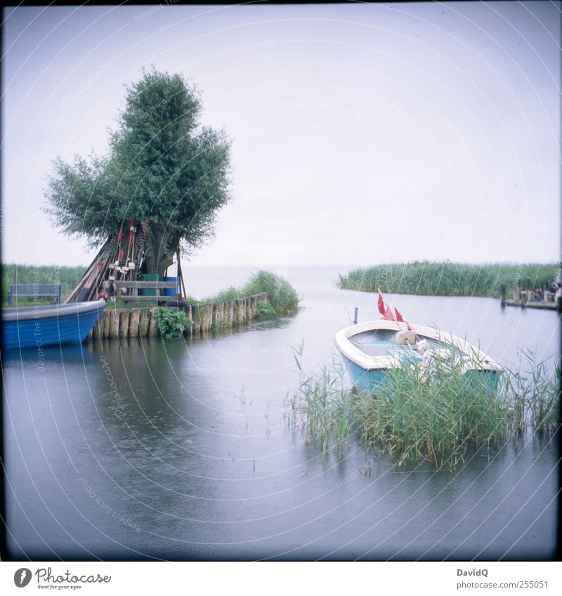 Achterwasser Umwelt Natur Landschaft Horizont Wetter schlechtes Wetter Regen Baum Schilfrohr Küste Bucht Ostsee Fischerboot Hafen nass Idylle Mobilität