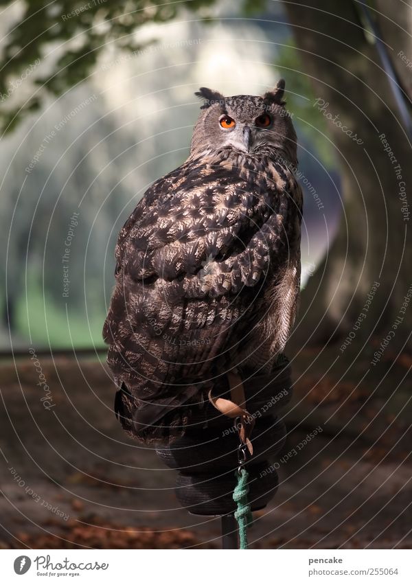 òó Tier Wildtier Zoo Eulenvögel Uhu 1 ästhetisch braun grau grün Wachsamkeit geduldig ruhig Selbstbeherrschung Weisheit Würde Farbfoto Gedeckte Farben