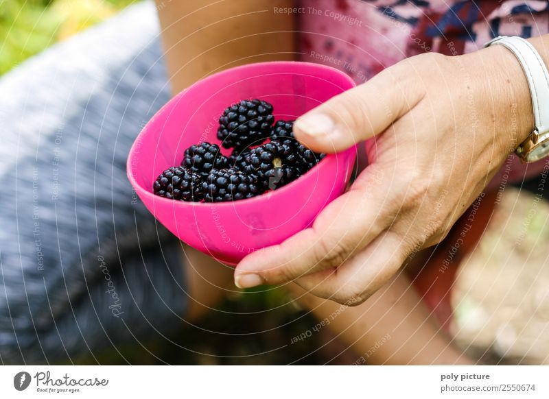 Schüssel mit frisch geernteten Brombeeren Gesunde Ernährung Freizeit & Hobby Sommerurlaub Junge Frau Jugendliche Erwachsene Leben Hand 13-18 Jahre 18-30 Jahre