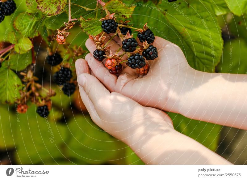 Kinderhände halten Brombeeren Freizeit & Hobby Spielen Kleinkind Mädchen Junge Familie & Verwandtschaft Kindheit Jugendliche Leben Hand 1-3 Jahre 3-8 Jahre