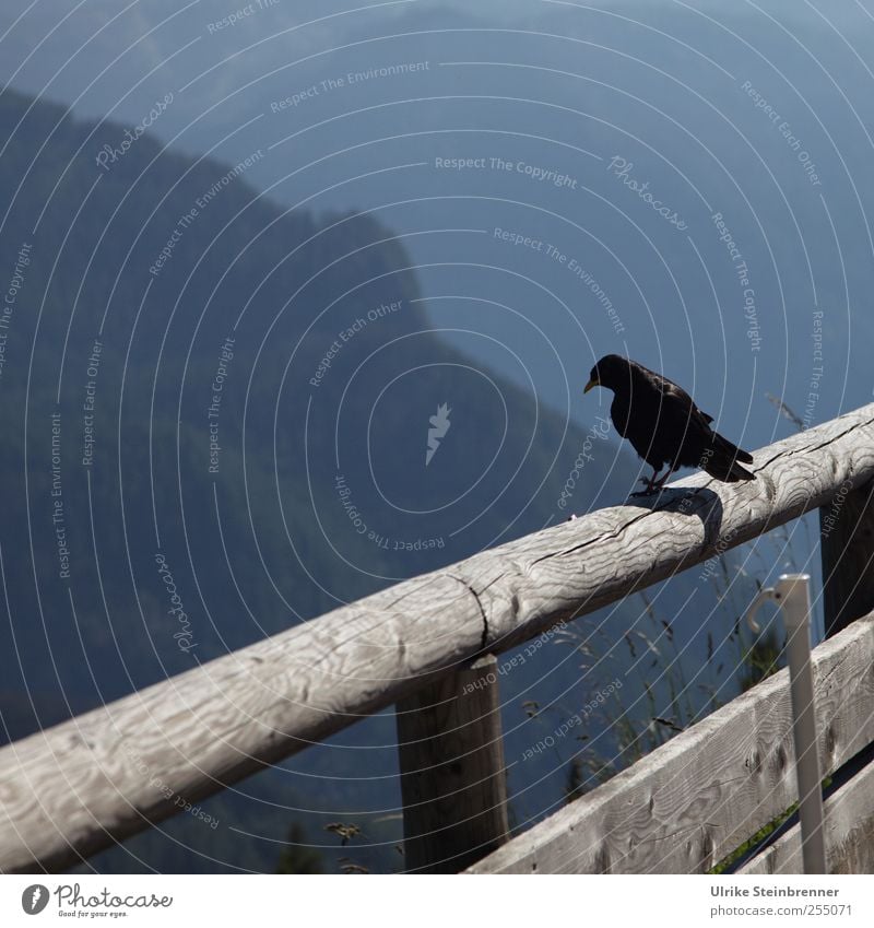 Bergwacht Tourismus Natur Landschaft Sommer Alpen Berge u. Gebirge Jenner Berchtesgadener Alpen Tier Wildtier Vogel Flügel Bergdohle Dohle 1 Holz beobachten