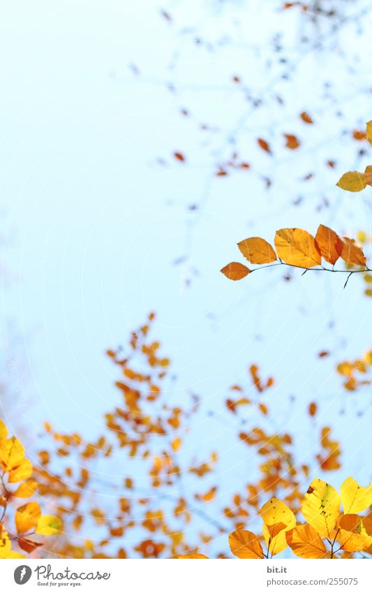 schwungvoll durch den Herbst harmonisch Wohlgefühl Zufriedenheit Erholung ruhig Meditation Erntedankfest Pflanze Himmel Schönes Wetter Sträucher Grünpflanze